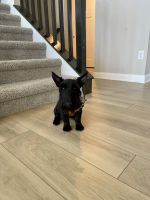 Scotland Terrier Puppies for sale in Westfield, IN, USA. price: NA