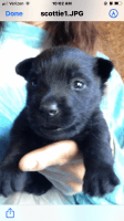Scotland Terrier Puppies for sale in Shallotte, NC, USA. price: NA