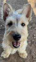 Scotland Terrier Puppies for sale in Levelland, TX 79336, USA. price: NA