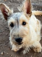 Scotland Terrier Puppies Photos