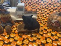 Scotland Terrier Puppies for sale in Mitchell, IN 47446, USA. price: $800