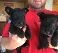 Scotland Terrier Puppies Photos