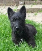 Scotland Terrier Puppies for sale in Michigan Ave, Inkster, MI 48141, USA. price: NA