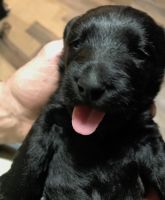 Scotland Terrier Puppies for sale in Reno, NV, USA. price: NA