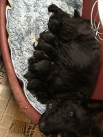 Scotland Terrier Puppies for sale in Delaware, OH 43015, USA. price: NA