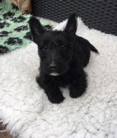 Scotland Terrier Puppies for sale in Orlando, FL, USA. price: NA