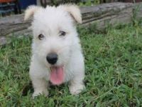 Scotland Terrier Puppies for sale in Charleston, WV, USA. price: NA