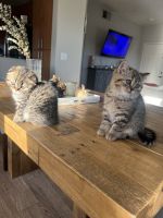 Scottie-Chausie Cats for sale in Roseville, CA, USA. price: NA