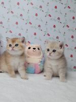 Scottish Fold Cats Photos