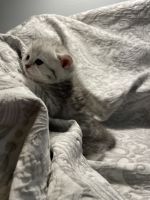 Scottish Fold Cats Photos