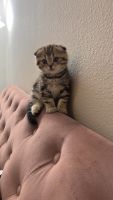 Scottish Fold Cats for sale in Plano, TX, USA. price: NA