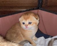 Scottish Fold Cats for sale in Carson City, NV 89701, USA. price: NA