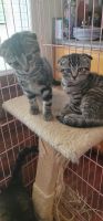 Scottish Fold Cats for sale in Morgan Hill, CA, USA. price: NA