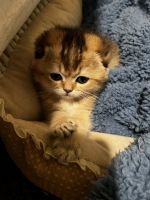 Scottish Fold Cats for sale in Richmond, CA, USA. price: NA