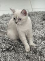 Scottish Fold Cats for sale in Jacksonville, FL, USA. price: NA