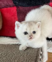 Scottish Fold Cats for sale in Bergenfield, NJ, USA. price: $750