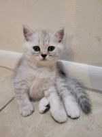 Scottish Fold Cats for sale in Boca Raton, FL, USA. price: NA