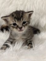 Scottish Fold Cats for sale in Queens, NY 11373, USA. price: $650