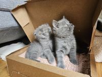 Scottish Fold Cats for sale in Wheeling, IL 60090, USA. price: $1,200