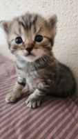 Scottish Fold Cats for sale in 1001 N California Ave, Chicago, IL 60622, USA. price: $1,000