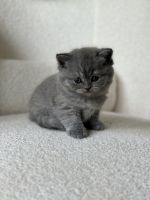Scottish Fold Cats for sale in Inman, SC 29349, USA. price: $900