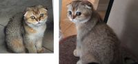 Scottish Fold Cats for sale in Kissimmee, FL 34747, USA. price: $800