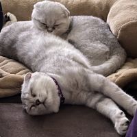 Scottish Fold Cats for sale in Marietta, GA, USA. price: $550