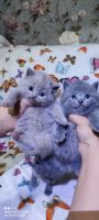 Scottish Fold Cats for sale in Charlotte St, Asheville, NC, USA. price: $400