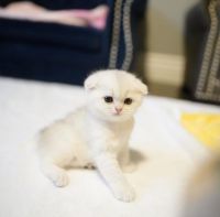 Scottish Fold Cats for sale in Atlanta, GA, USA. price: $950