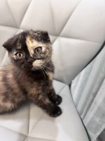 Scottish Fold Cats for sale in Roselle, IL, USA. price: $1,500