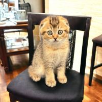 Scottish Fold Cats for sale in Lakeville, MN, USA. price: $850