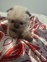 Scottish Fold Cats for sale in Jacksonville, FL, USA. price: $1,500