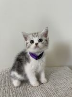 Scottish Fold Cats for sale in Spartanburg, SC, USA. price: $400