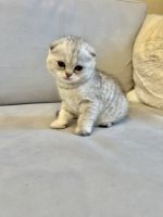 Scottish Fold Cats for sale in New York, NY, USA. price: $1,800