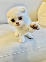 Scottish Fold Cats for sale in New York, NY, USA. price: $2,500