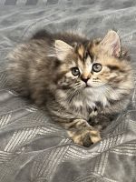Scottish Fold Cats for sale in Valley Village, Los Angeles, CA, USA. price: $999