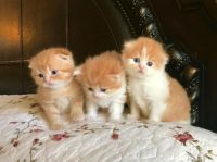 Scottish Fold Cats for sale in Herndon, VA 20190, USA. price: $700