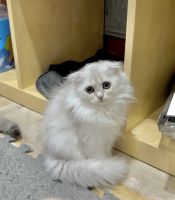 Scottish Fold Cats for sale in Citrus Heights, CA 95621, USA. price: NA