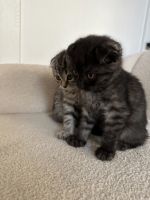 Scottish Fold Cats for sale in Federal Way, WA 98003, USA. price: $1,300
