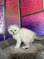 Scottish Fold Cats for sale in Sequim, WA 98382, USA. price: $1,200