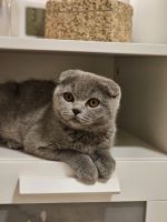 Scottish Fold Cats for sale in Largo, FL, USA. price: $1,000
