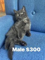 Scottish Fold Cats for sale in Cleveland, TN, USA. price: $500