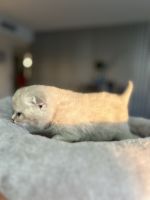 Scottish Fold Cats for sale in 2030 S Ocean Dr, Hallandale Beach, FL 33009, USA. price: NA