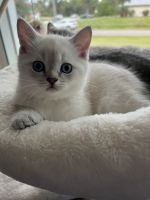 Scottish Fold Cats for sale in North Port, FL, USA. price: $1,500