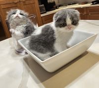 Scottish Fold Cats for sale in St. Petersburg, FL, USA. price: $1,800