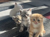 Scottish Fold Cats for sale in Staten Island, NY, USA. price: $300