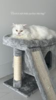Scottish Fold Cats for sale in Sunny Isles Beach, FL 33160, USA. price: $1,500