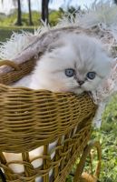 Scottish Fold Cats for sale in Ruskin, FL 33570, USA. price: $2,200