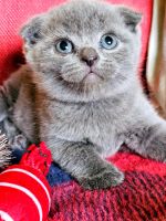 Scottish Fold Cats for sale in Lexington, KY, USA. price: NA