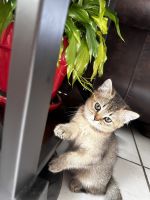 Scottish Fold Cats for sale in Davenport, Florida. price: $1,300